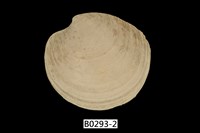 藏品(灰鏡蛤)的圖片